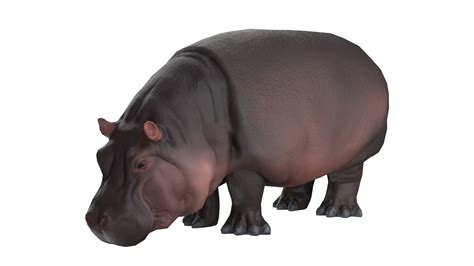 D Model Hippo Vr Ar Low Poly Cgtrader