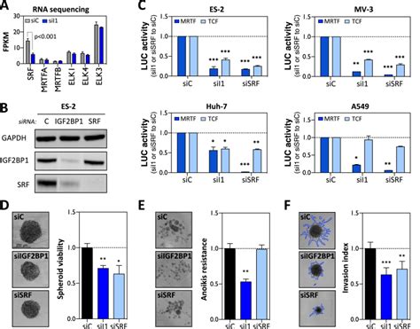 Igf2bp1 Promotes Srf Dependent Transcription In Cancer In A M6a And