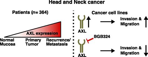 Ijms Free Full Text Implication Of The Receptor Tyrosine Kinase Axl