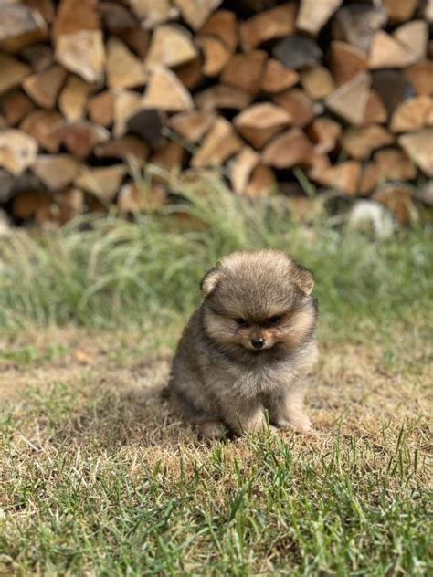 Pomeranian Avyn Strakonice Prod M Chovzv At Cz