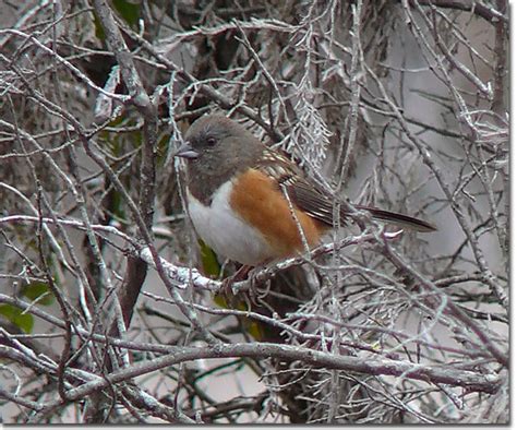 Backyard Bird Cam - female Spotted Towhee