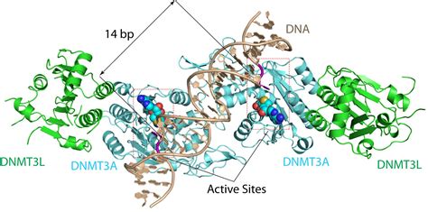 Dnmt3a Crystal Structure Linked To Cancer Development