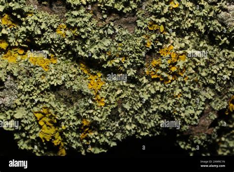 Common Lichens Lecanoromycetes Fungi Stock Photo Alamy