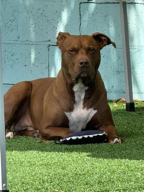 DOGS ON THE MOVE by Pawsitive 4 LIFE, Inc. - Her name is Lola....🎵 We