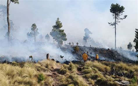 El fuego sí es benéfico para los bosques El Sol de Toluca Noticias