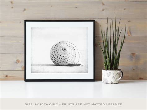 Black and White Seashell Photography Beach Sea Shell Wall - Etsy