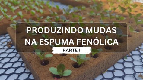 Como Produzir Mudas Na Espuma Fen Lica Parte Hidroponia Youtube