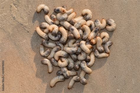 Larvae Garden Pests Close Up Of White Grubs Burrowing Into The Soil