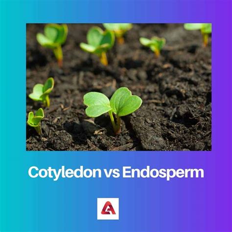 Cotyledon vs Endosperm: Difference and Comparison