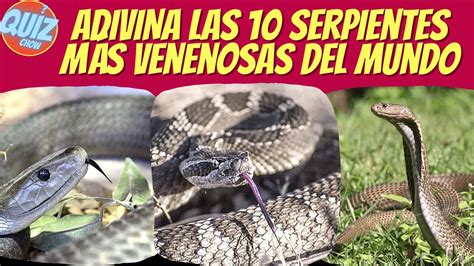 Adivina Las 10 Serpientes Mas Venenosas Del Mundo Nivel Dificil 2021 Youtube