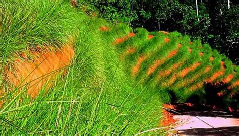 Vetiver Grass Ross Creek Tropicals