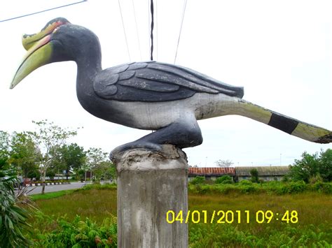 Gambar Burung Enggang Dayak Mantan Jancok