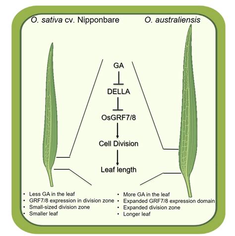 GA GRF Module A Key Regulator Of Rice Leaf Length Via Spatial Cell