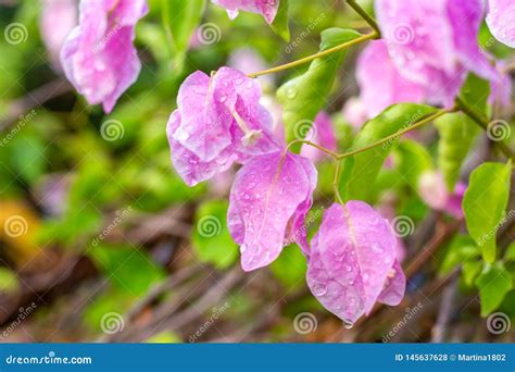 Buganv Lia Cor De Rosa Foto De Stock Imagem De Verde