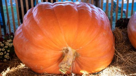 How Much Does The Heaviest Pumpkin In The Us Really Weigh