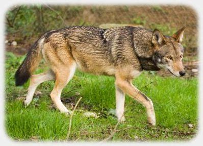 Red Wolf Facts | Anatomy, Diet, Habitat, Behavior, Reproduction - Animals Time