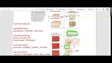 Tissues Intro And Epithelial Youtube