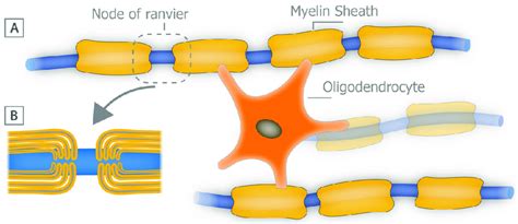 Myelin Sheath