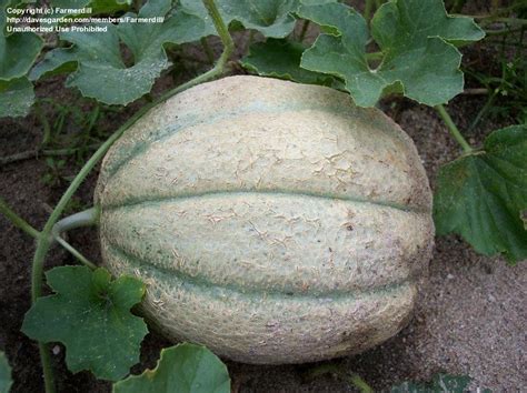 Plantfiles Pictures Cantaloupe Supermarket Cucumis Melo 1 By