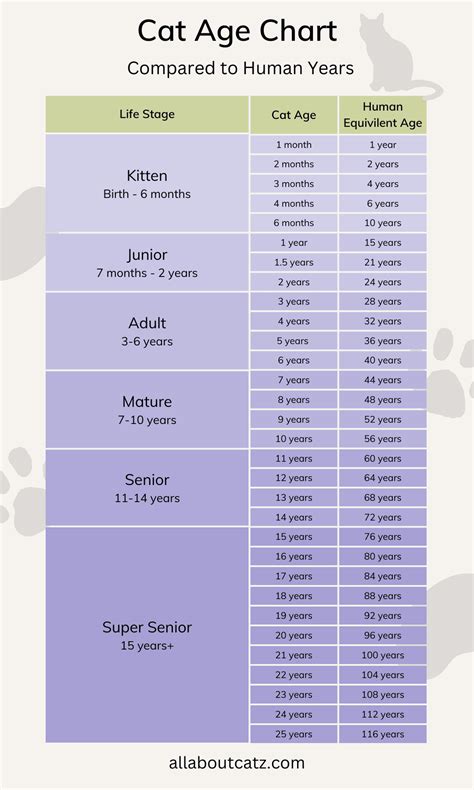 Cat Age Chart (in Human Years)