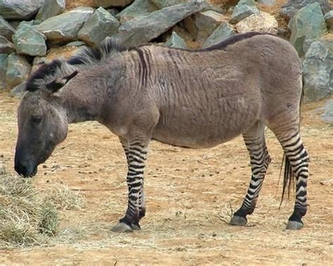 10 Amazing Hybrid Animals Zorse Unusual Animals Zebras