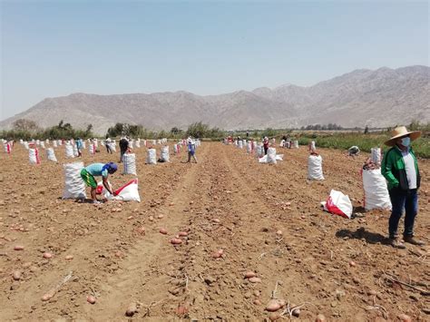 Agro Rural Gestiona Traslado 300 Toneladas De Papa De Comunidades