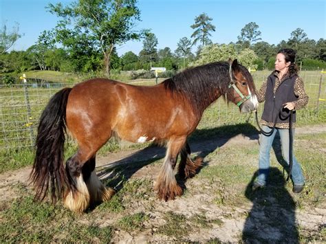 Gypsy Vanner Horses For Sale In Ga Mini Gypsy Vanners Lewis Mill Ranch