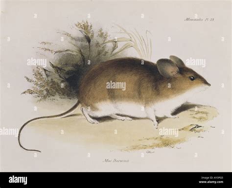 Darwins Mouse Hi Res Stock Photography And Images Alamy