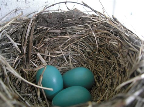 File:American Robin nest and eggs.JPG - Wikipedia, the free encyclopedia