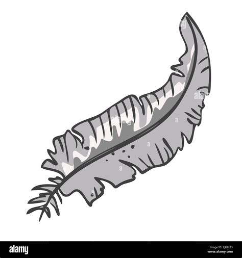 Pluma De P Jaro Gris Ilustraci N Vectorial En Estilo Dibujado A Mano