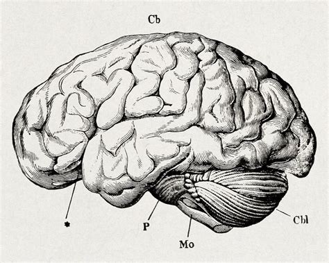 Brain Image Black And White