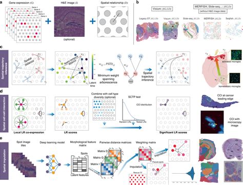 Spatial analysis algorithms implemented in stLearn a Schematic diagram... | Download Scientific ...