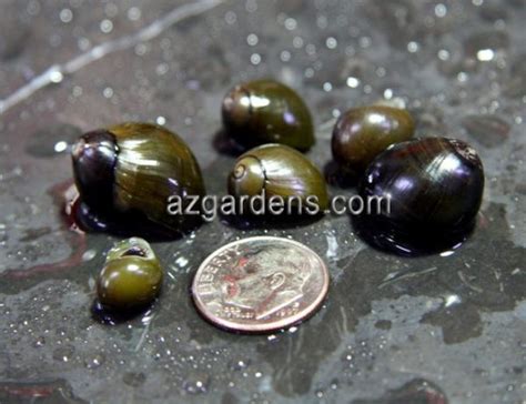 Algae Eating Olive Nerite Snail | Arizona Aquatic Gardens