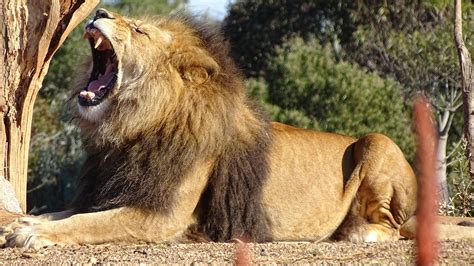 6,000+ Free Lion Roaring & Lion Photos - Pixabay