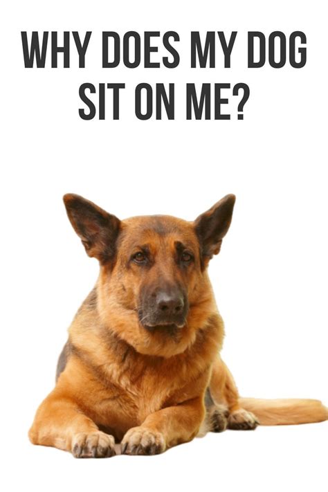 This post will show you a number of reasons why your dog sits on you. Brain Training, Dog ...