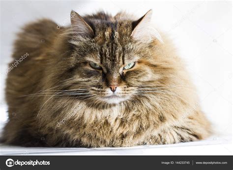 Foreground Of A Brown Cat Long Haired Siberian Breed Stock Photo