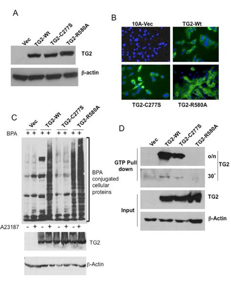 Expression And Characterization Of Transglutaminase 2 Constructs In