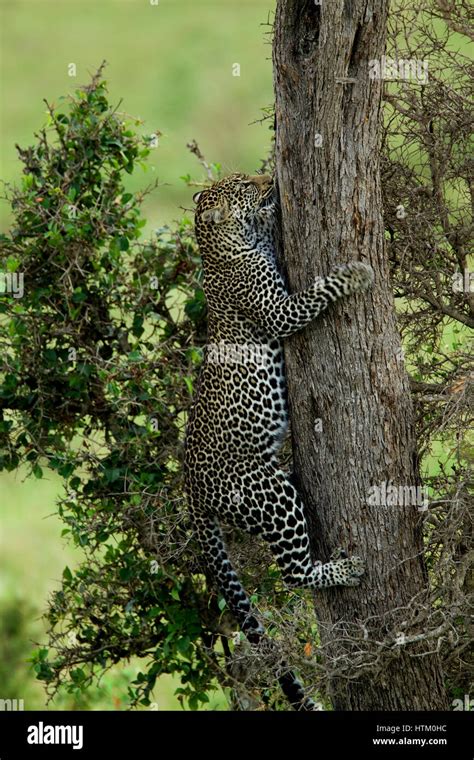 Leopard Panthera Pardus Climbing Up A Tree Masai Mara National