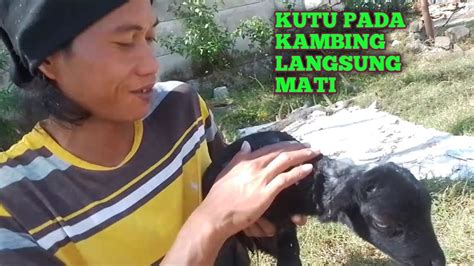 Cara Mengobati Kutu Pada Kambing Cara Basmi Kutu Pada Cempe YouTube