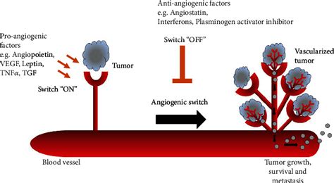 Angiogenesis Assay Services - Creative Bioarray