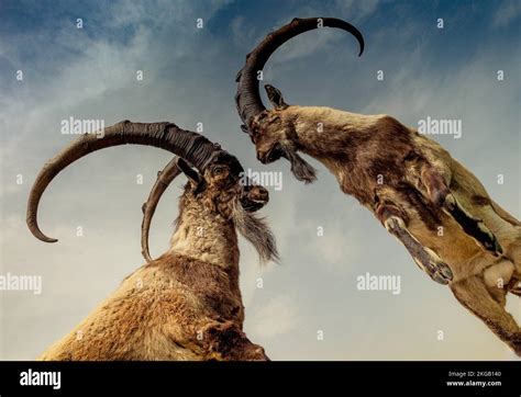 Wild brown mountain goat with two huge horns Stock Photo - Alamy