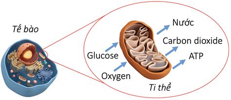 Qu Tr Nh H H P T B O G M C C Giai O N T Glycolysis N Chu I