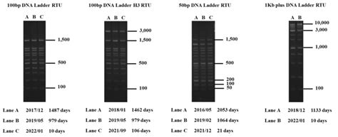 Marcador De Peso Molecular Bh Kb Plus Dna Ladder Rtu Ul Bio Helix