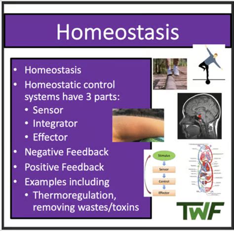 Homeostasis - Senior Biology lesson by Teach Simple