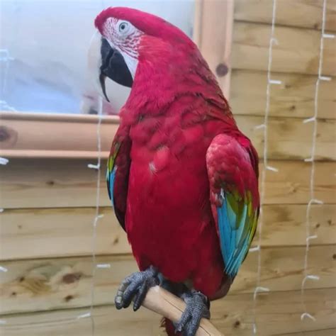 Green Winged Macaw For Adoption Parrots For Adoption Companion Parrots