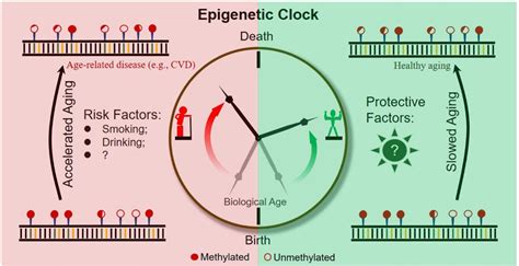 The Pipette Gazette Why Age May Just Be A Number The Epigenetics Of