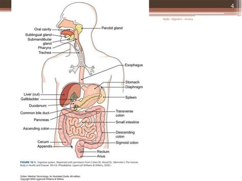 Anatomi Fisiologi Sistem Pencernaan Ppt