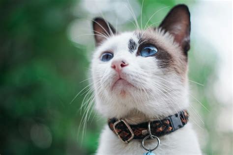 Siamese Cat Photos, Download The BEST Free Siamese Cat Stock Photos ...