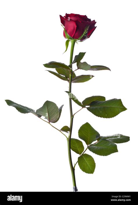 A single rose on white background Stock Photo - Alamy