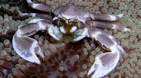 Intertidal zone–and crabs– at high risk from climate change, study says | Northwest Coast Energy ...